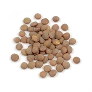 Brown Lentils