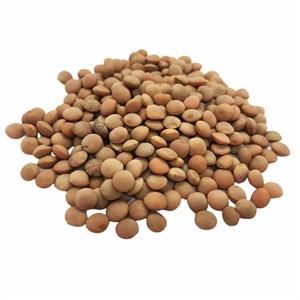 Red Whole Lentils