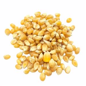 Popping Corn